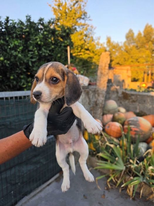 Beagle macho 2 meses