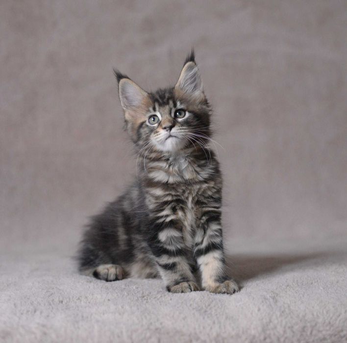 Dziewczynka maine coon z rodowodem FPL