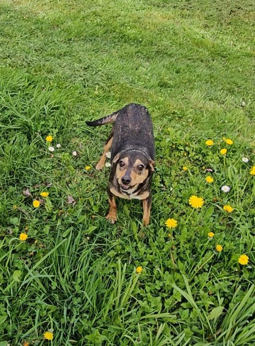 Mala Hania szuka domu