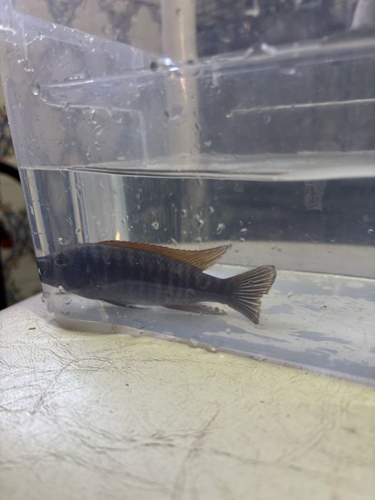 Labeotropheus Thumbi West MACHO