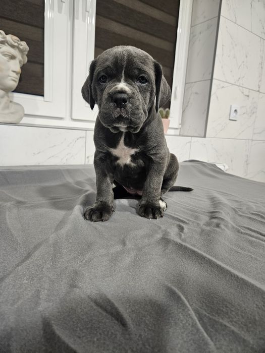 Cane Corso szczeniak
