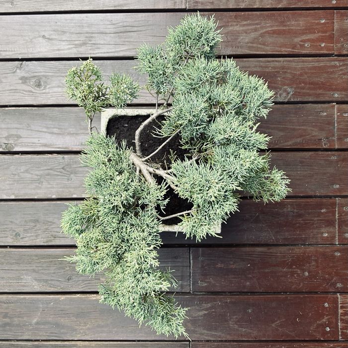 Bonsai z jałowca w ręcznie wykonanej betonowej donicy