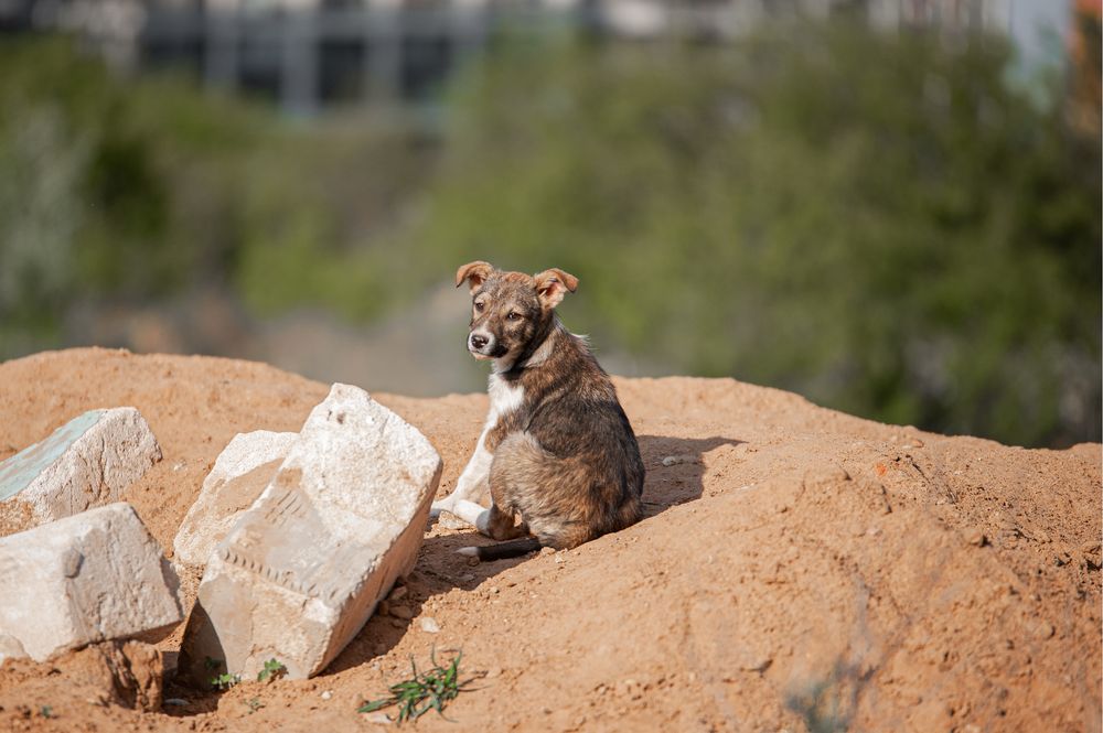 Цуцик-дівчинка шукає родину, лагідне щеня, подаруй сімʼю, врятуй життя