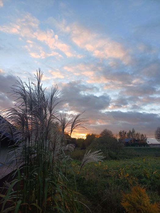 Miskant 3 metrowy trawa ozdobna