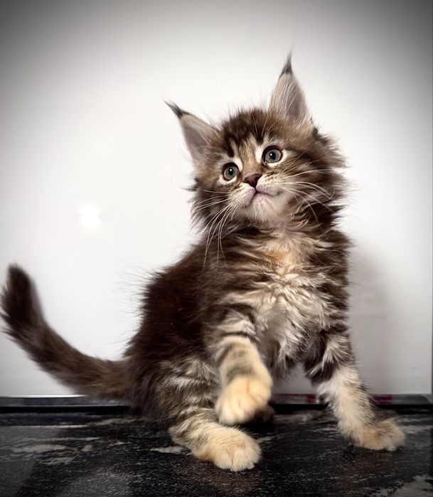 Kotka rasy maine coon czarna szylkretka pregieana, rodowód