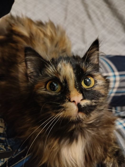 Віддам котика у добрі руки