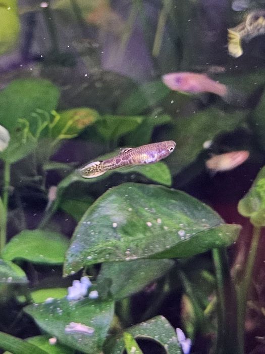 Guppy endler tiger