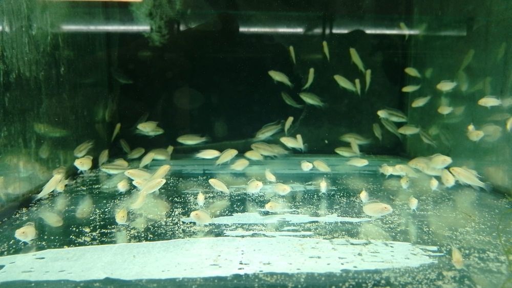 Pelvicachromis Pulcher Albinos