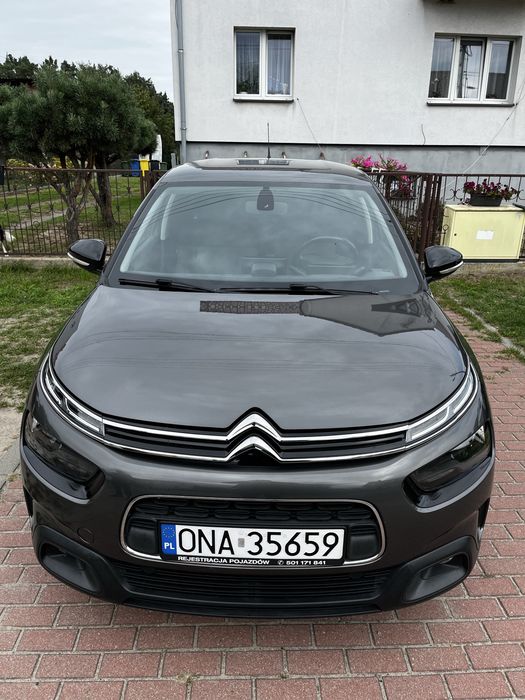 Citronen C4 cactus