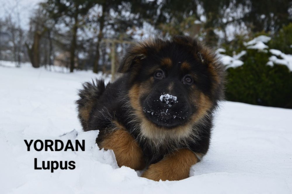 Owczarek niemiecki długowłosy - YORDAN