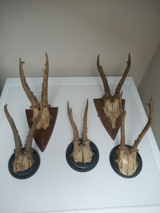 Poroża koziołków 5szt.