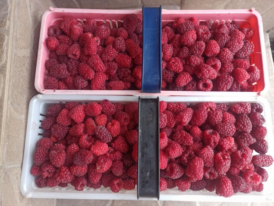 Sadzonki malin Glen ample jesienne