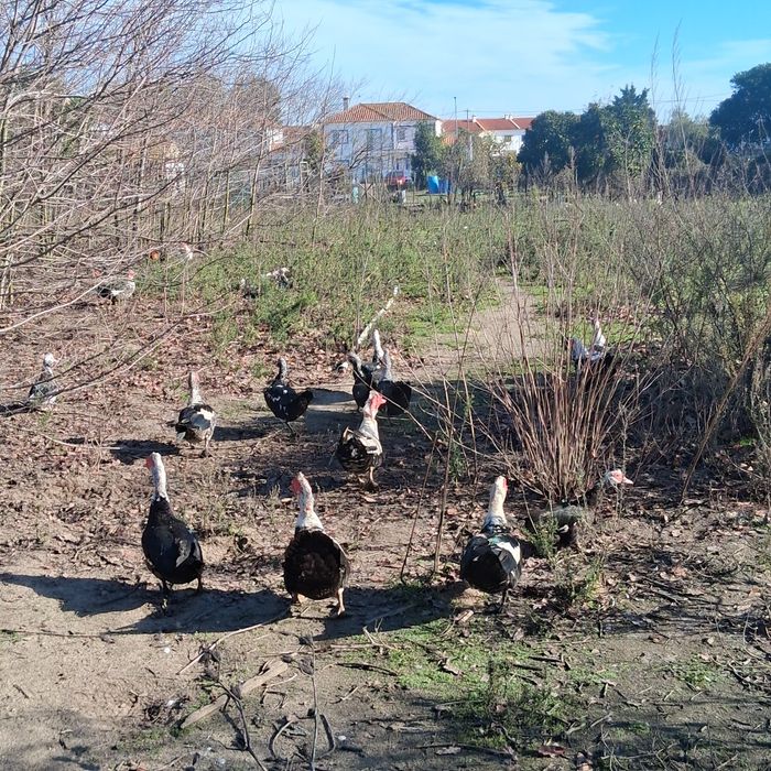 Para cenda patos mudos