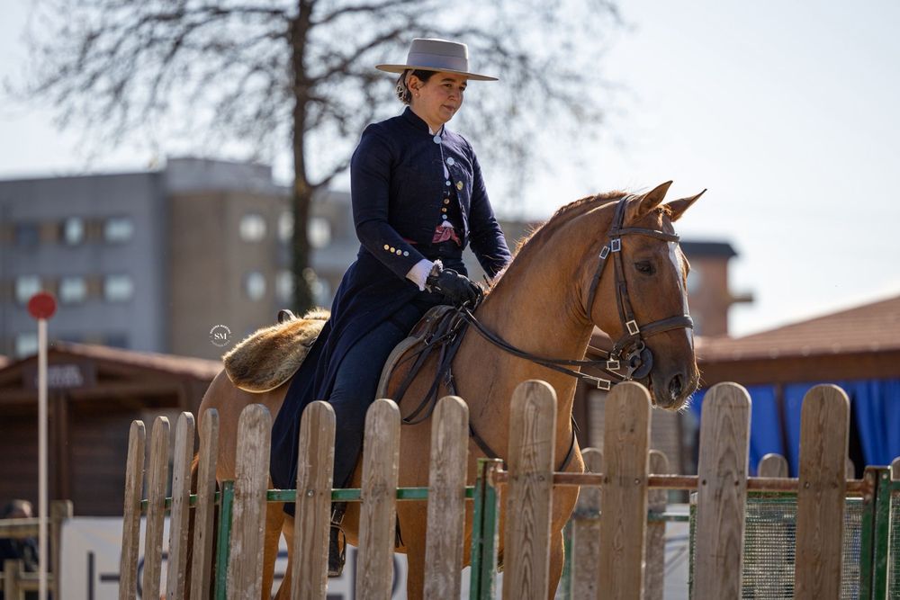 Cavalo manso com 10 anos