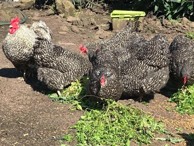 Інкубаційне яйце. Курчата, Орпінгтон лавандовий, червоний, смугастий.