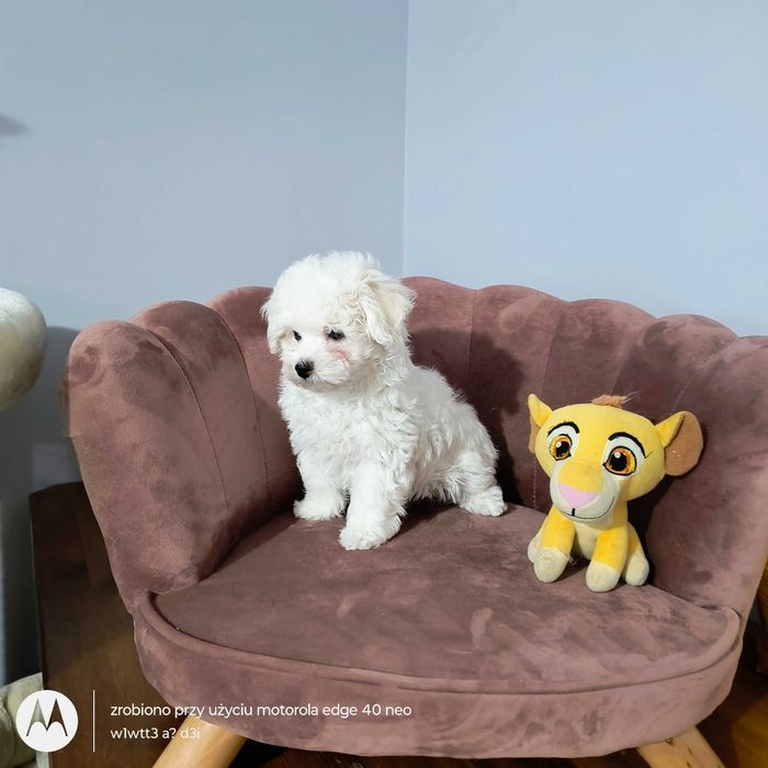 Bichon Frise - biała kuleczka