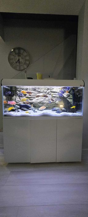Akwarium Malawi 240L 120x40x50 Optiwhite + Fluval FX6 filtr