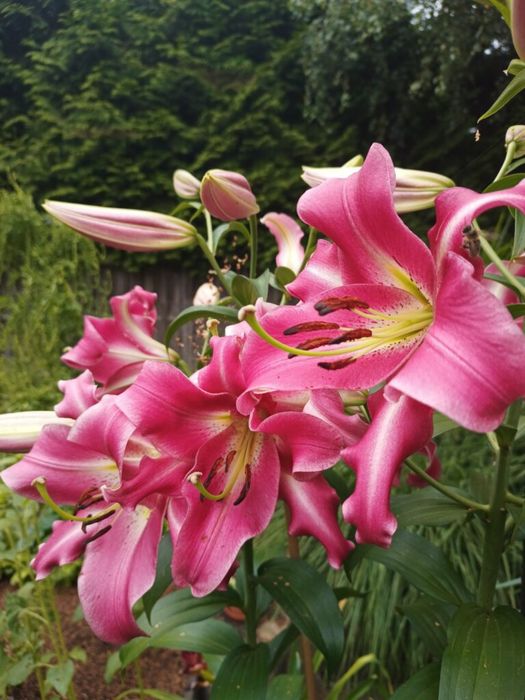 Lilie drzewiaste Cebulki lili drzewiastych CEBULE LILI  8 kolorów