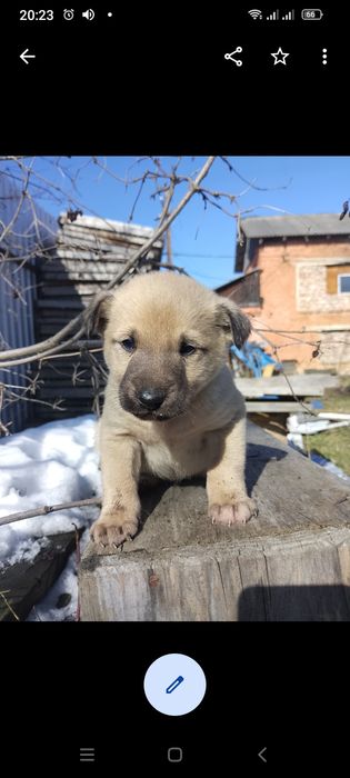 Цуценята безкоштовно