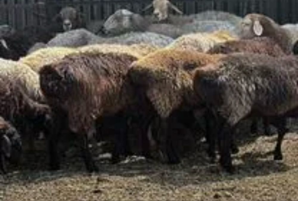 Продам  Овецематок