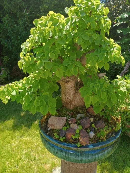 Drzewka Bonsai 1