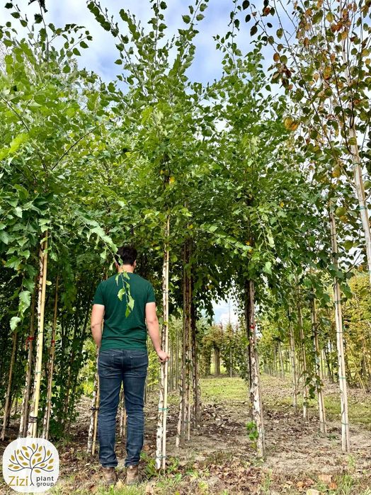 brzoza brodawkowata, omszona, pożyteczna Doorenbos, 8-25cm, kopane