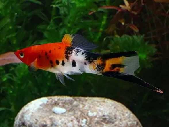 Mieczyk Koi Tricolor | Hodowla Łajski
