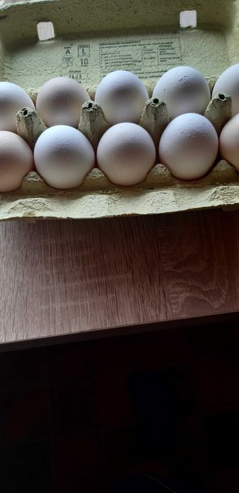 Jajka od kurek z wolnego wybiegu