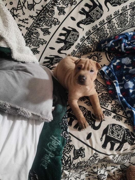 shar pei bebé com 2 meses