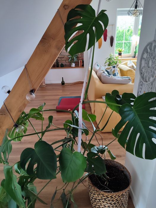 Piękna, zdrowa, duża Monstera
