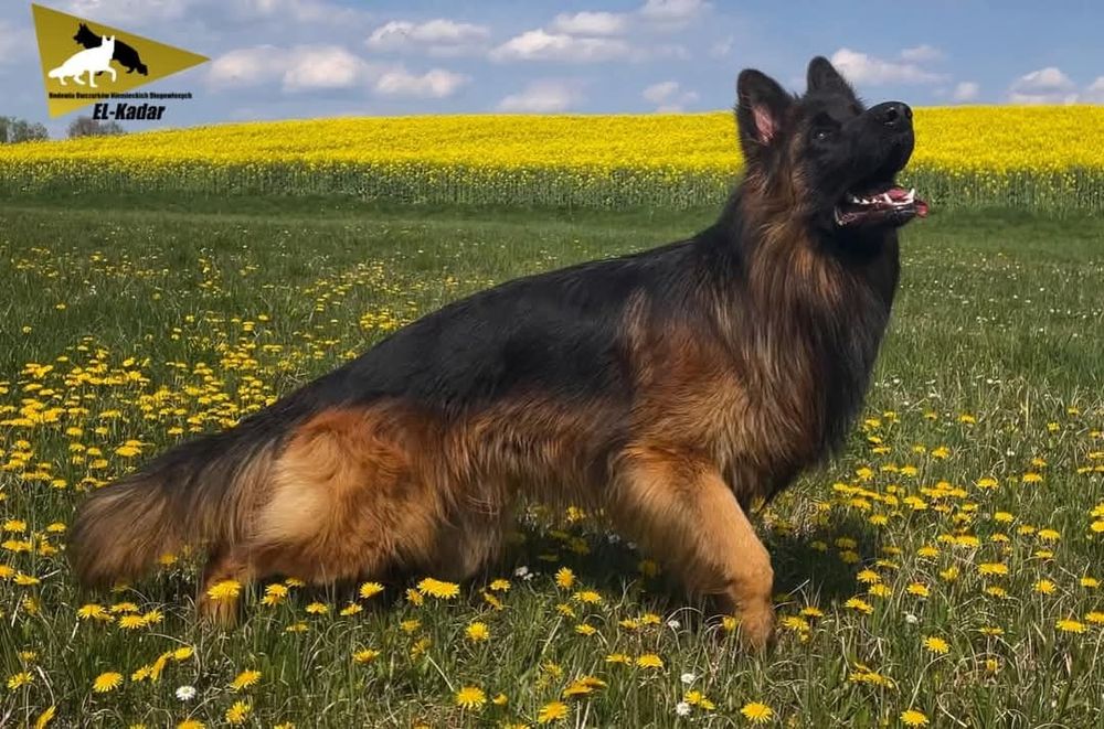 Owczarek Niemiecki Długowłosy SZCZENIAKI  - WIOSNA 2026 REZERWACJA