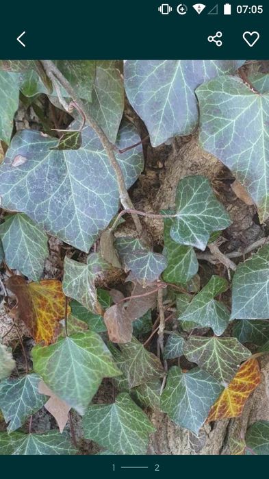 Bluszcz pospolity 10 sadzonek