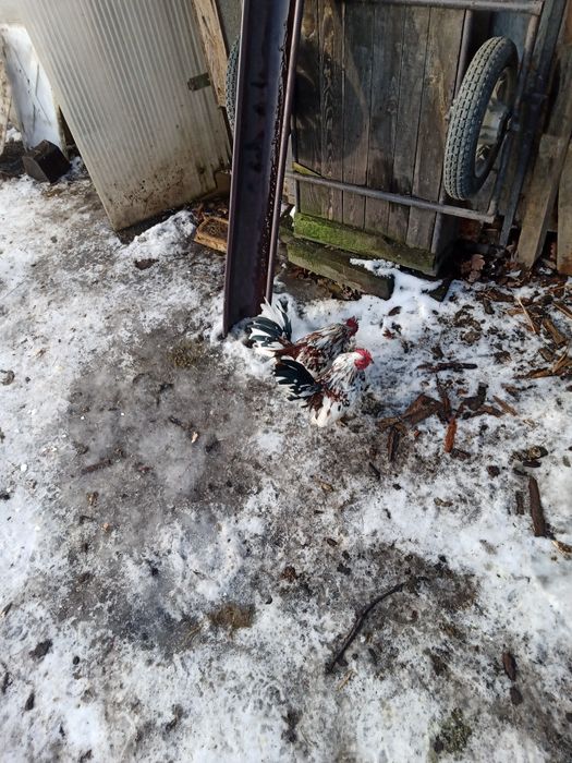 Serama kogutki pary , chabo