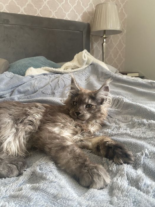 Dymny maine coon kocurek GAPCIO Enklawa