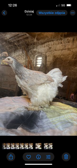 Sprzedam brahme olbrzymią srebna i niebieska