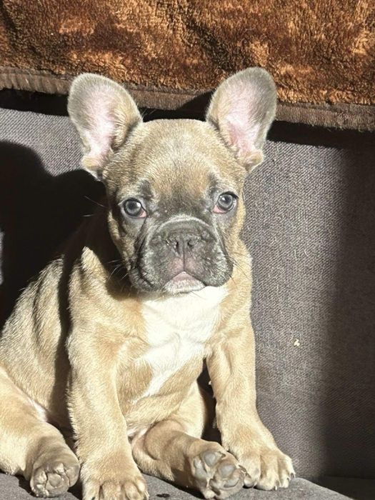Французкий бульдог
