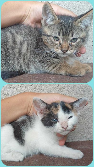 Gatinhos bebés adoção