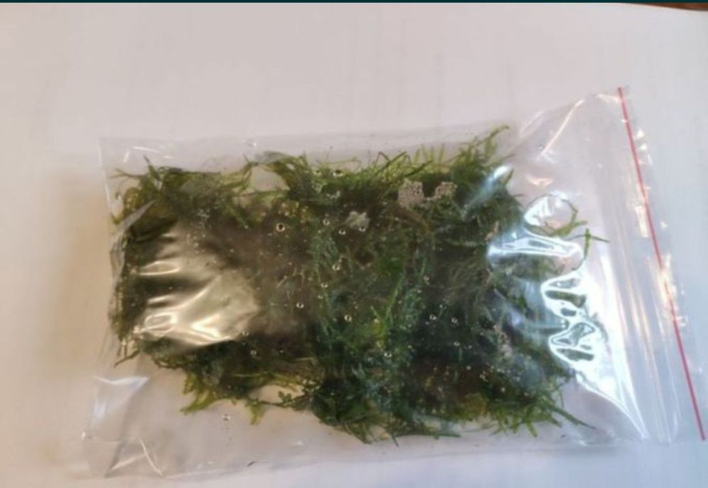 Mech akwariowy roślina kępa kępka Java Moss Taiwan Moss