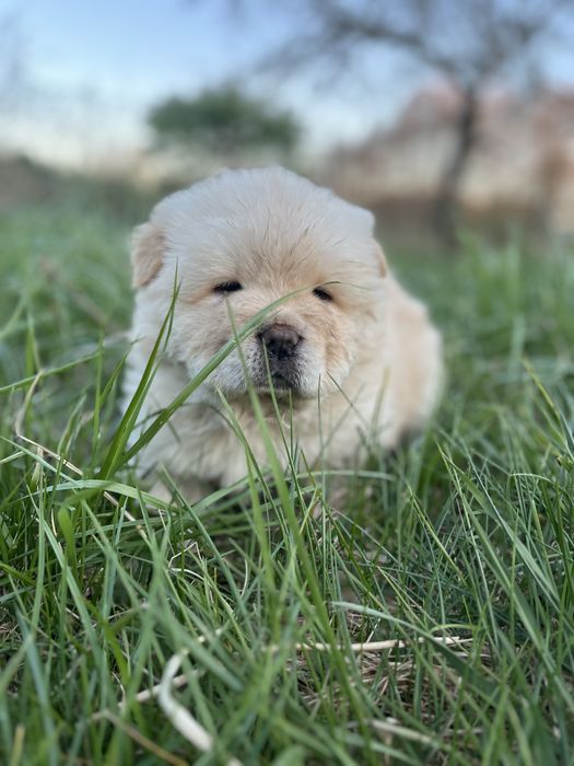 Chow chow piesek
