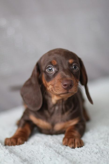 *** Jamnik czekoladowy**