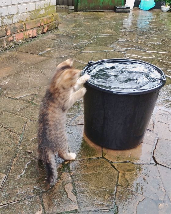 Віддам кошенят у добрі ручки.