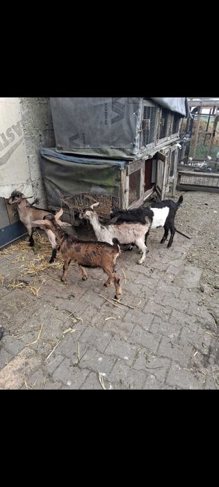 Witam sprzedam 2 kózki i 2 koziołki
