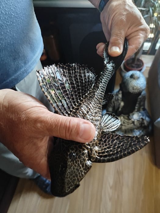 Pleco leopardo com 29 cm