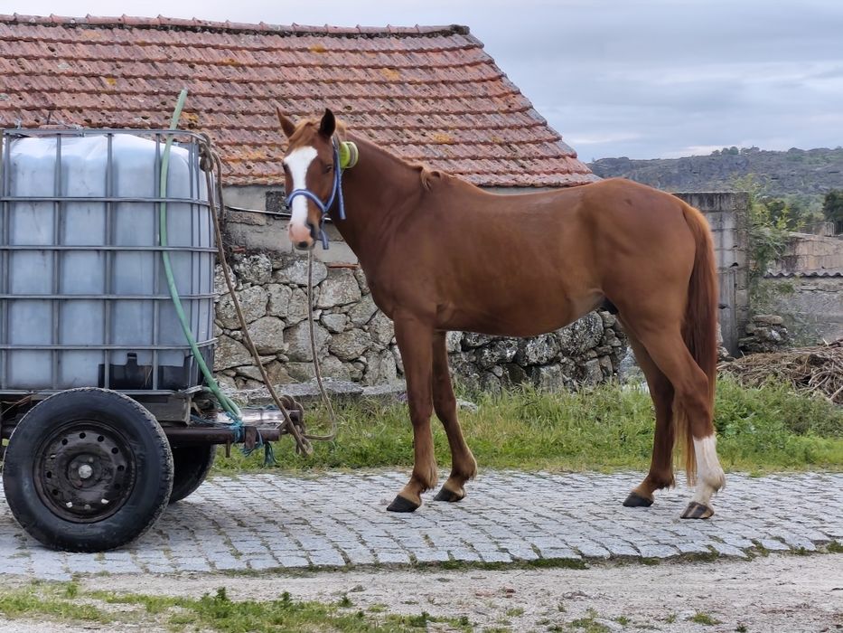 Cavalo montado 6anos