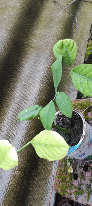 Вкорінені живці плодоносного лимонного дерева