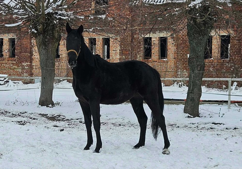 Piękny kary wałach
