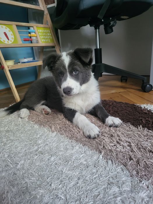 Border Collie Blue suczka