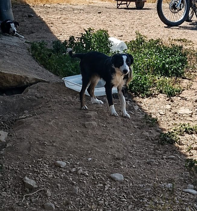 Cadela border collie