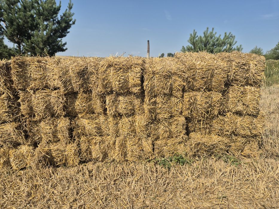 Sprzedam  słomę w kostkach