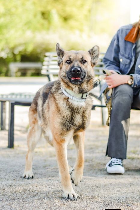Śliwka wyjątkowa sunia do adopcji